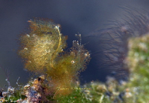 Hairy Shrimp with Eggs by Suzan Meldonian 
